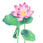  荷花 