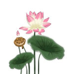  荷花 