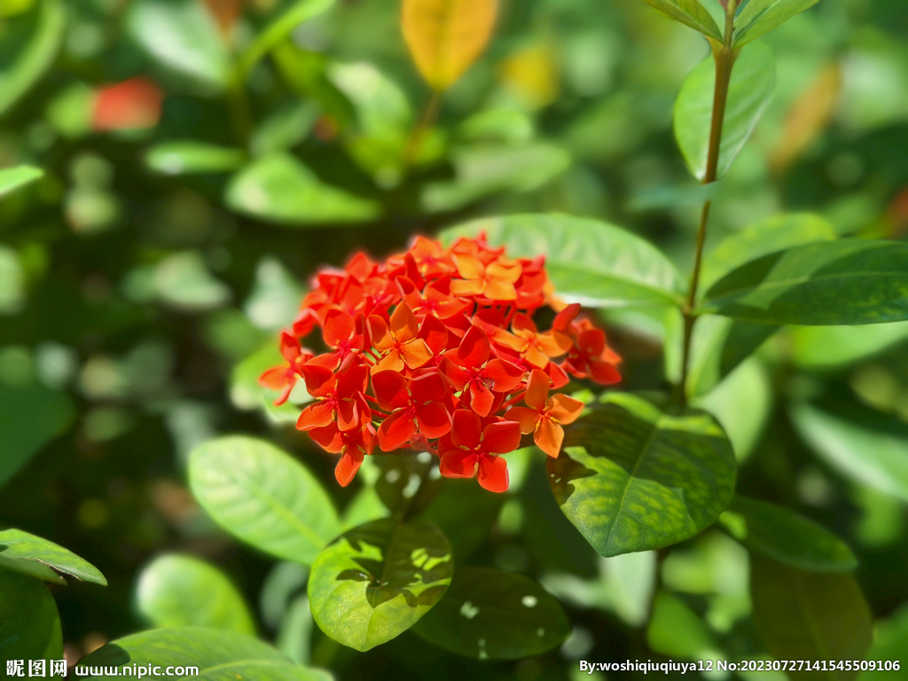 龙船花