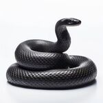 蛇  