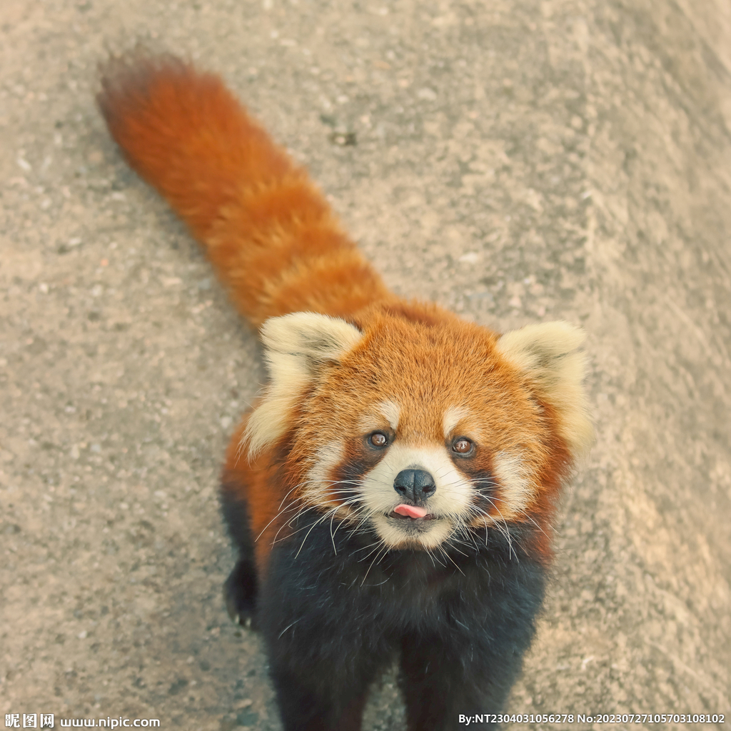 小浣熊