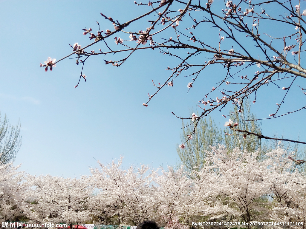 樱花晴天