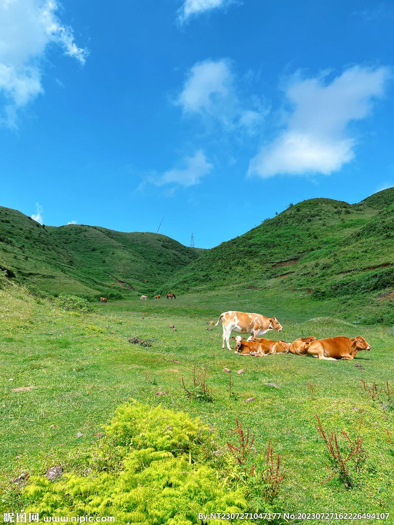 草原风景