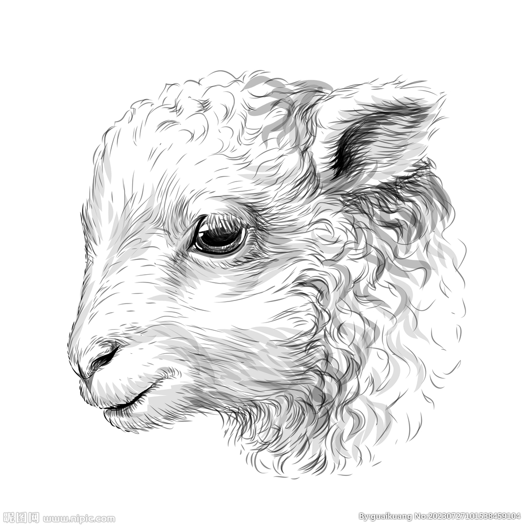 绵羊头线描插画