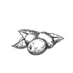 枣子线描插画