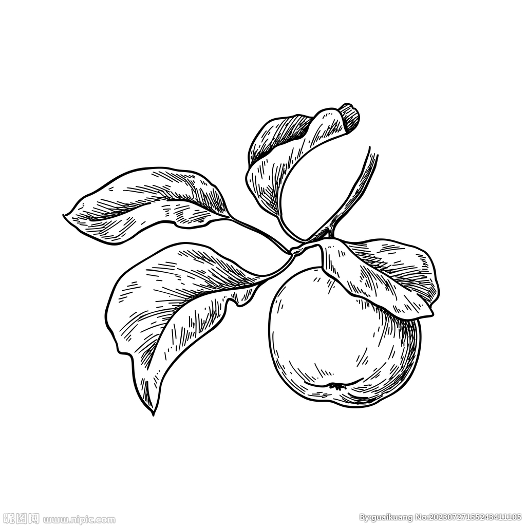苹果线描插画