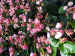相思花