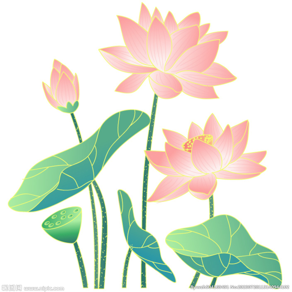 荷花