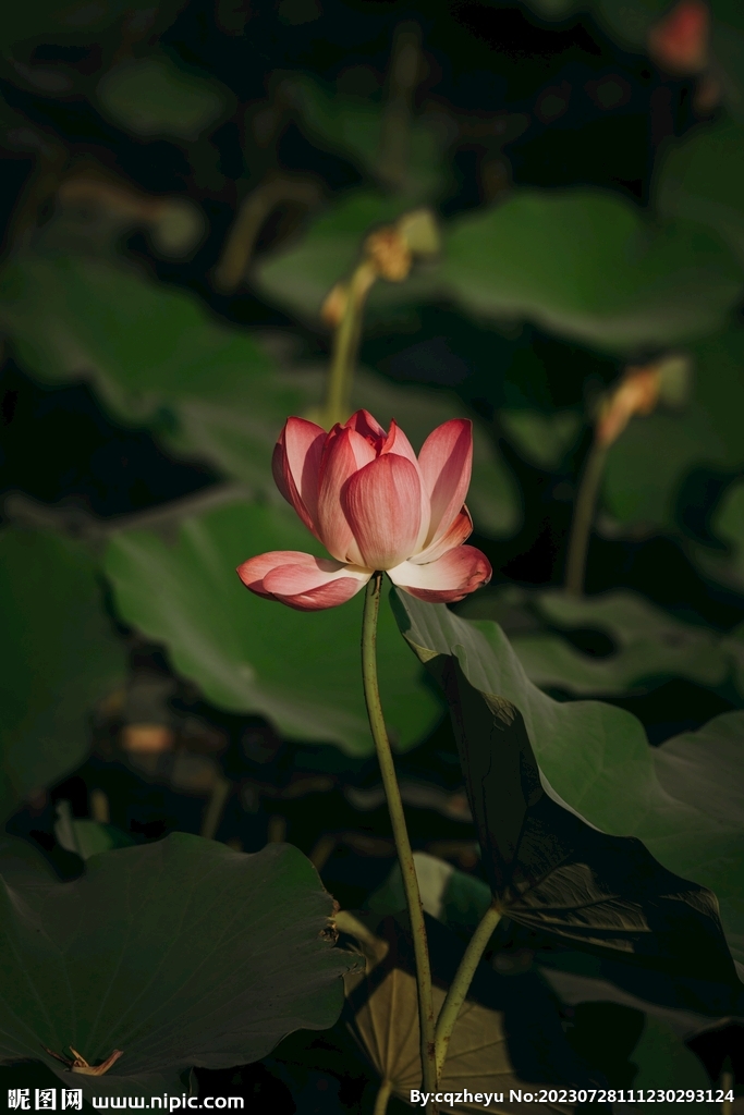 荷花