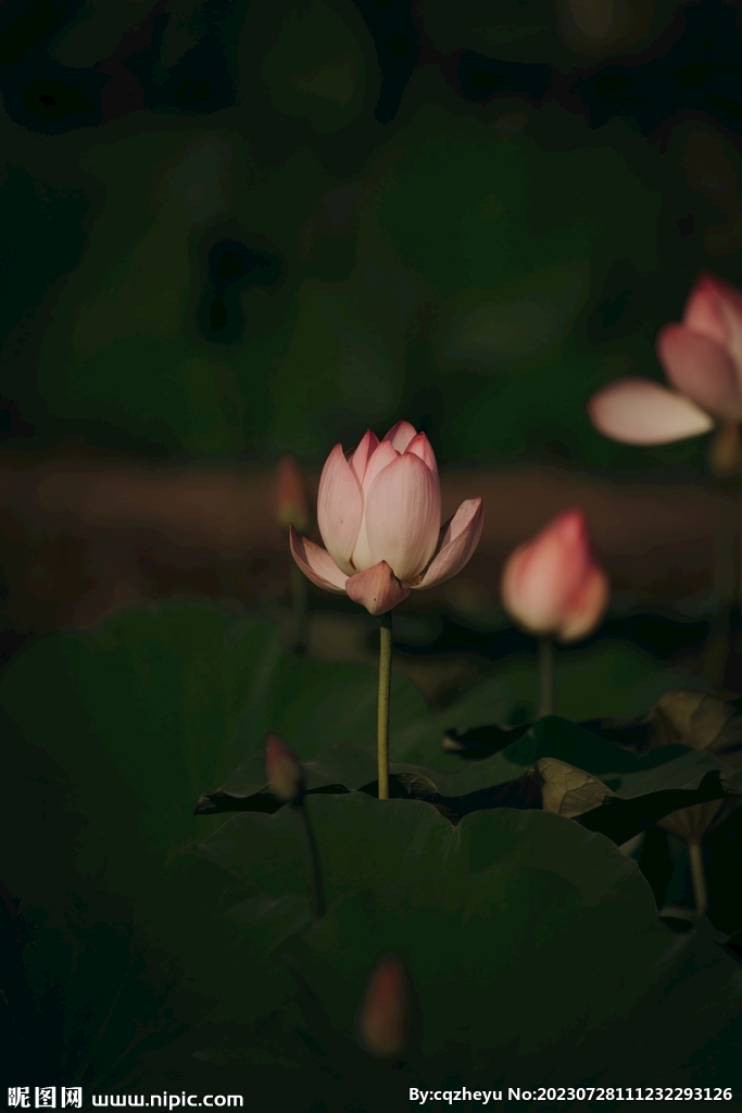 荷花