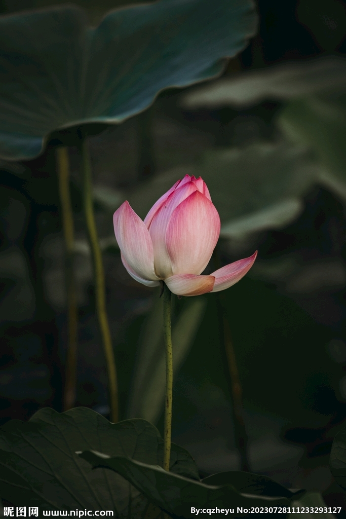 荷花