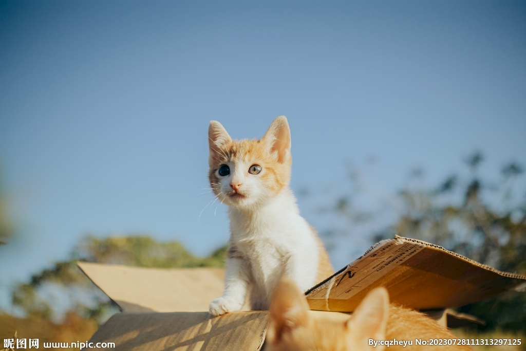 猫