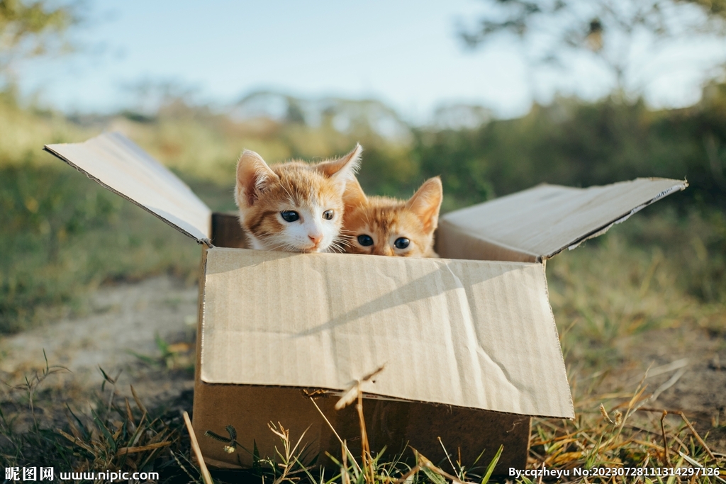 猫