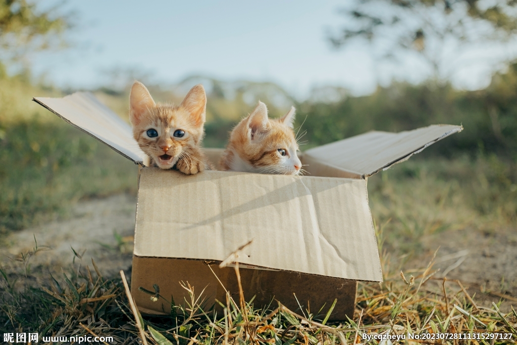 猫