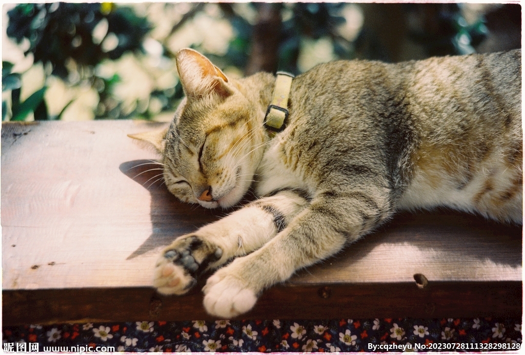 猫