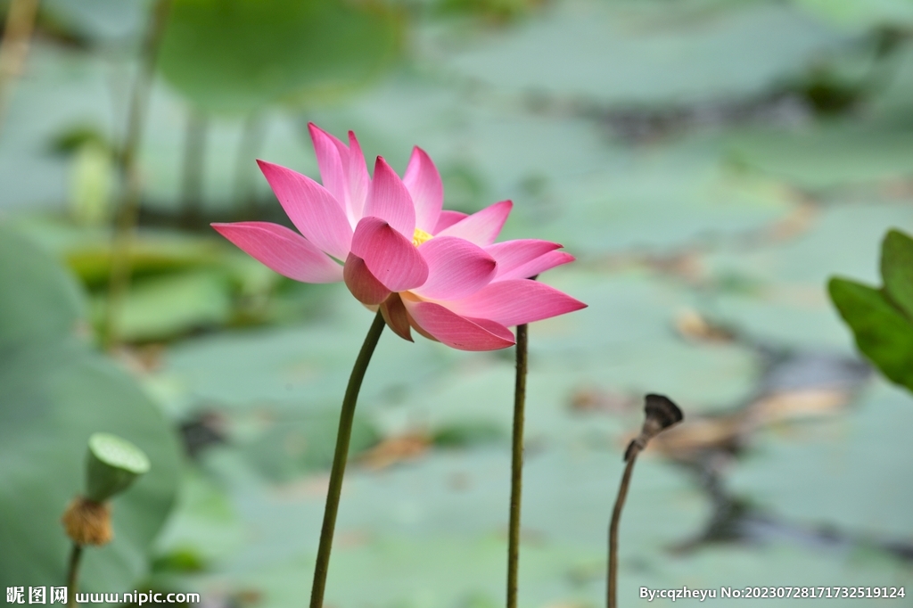 荷花