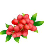 手绘插画荔枝