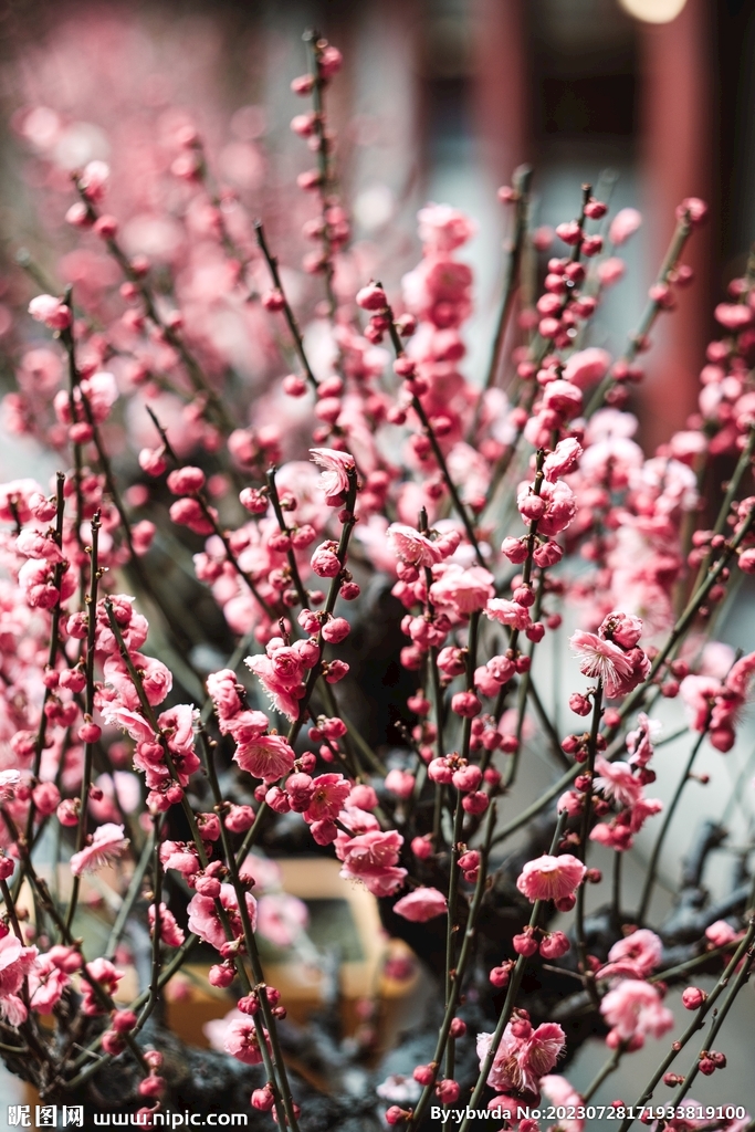 红梅花开