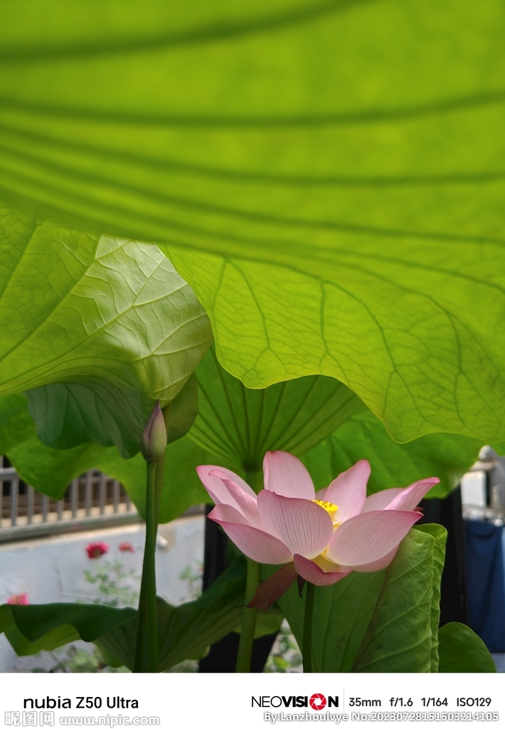 荷花