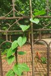 木耳菜