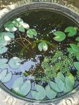 睡莲 