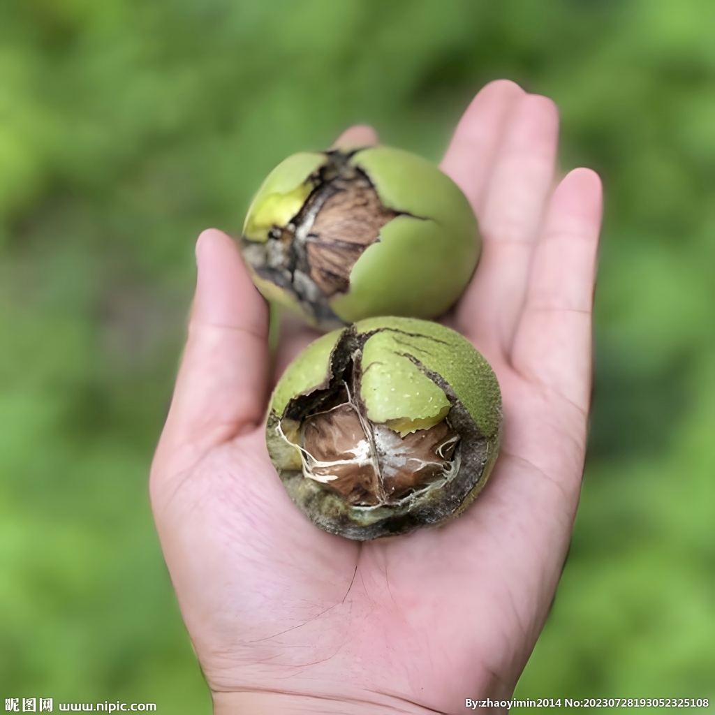 核桃