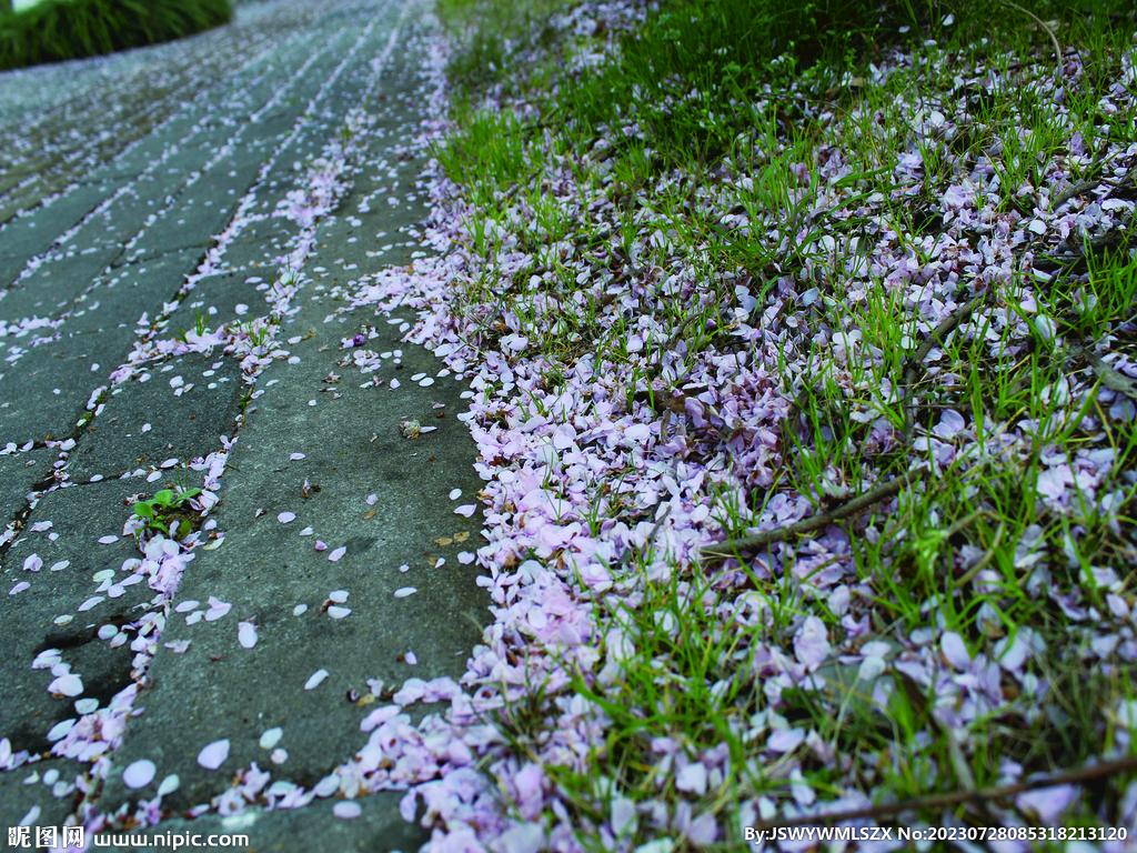 桃花   街道  