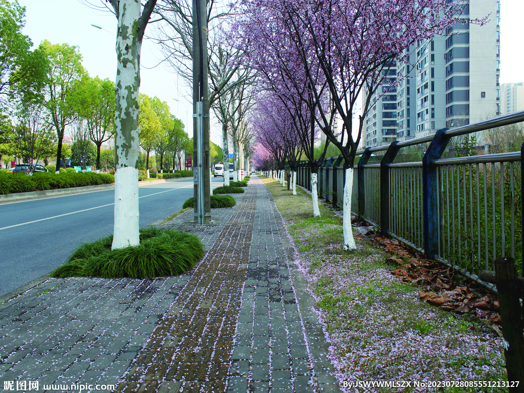 桃花   街道    自然风景