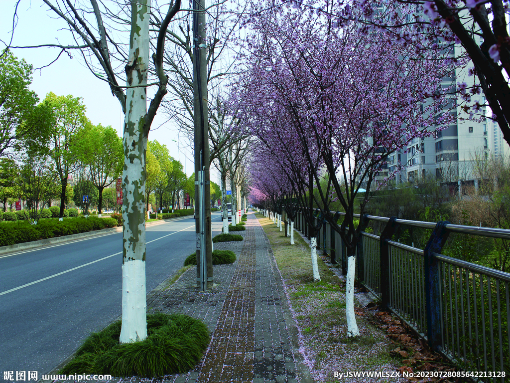 桃花   街道