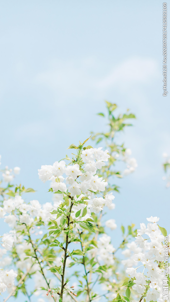 春天植物小花背景