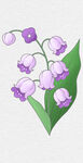 手绘紫色的风铃草
