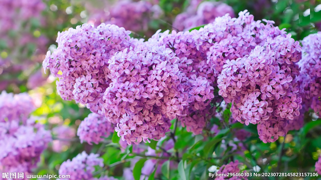 丁香花