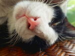 猫咪