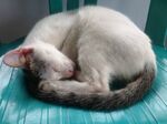 猫咪