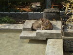 猫咪