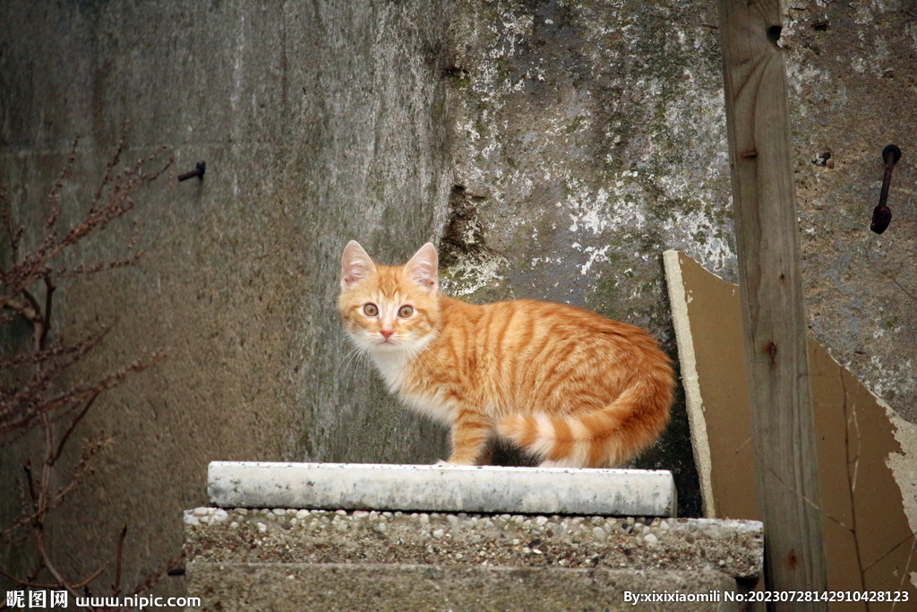 猫咪