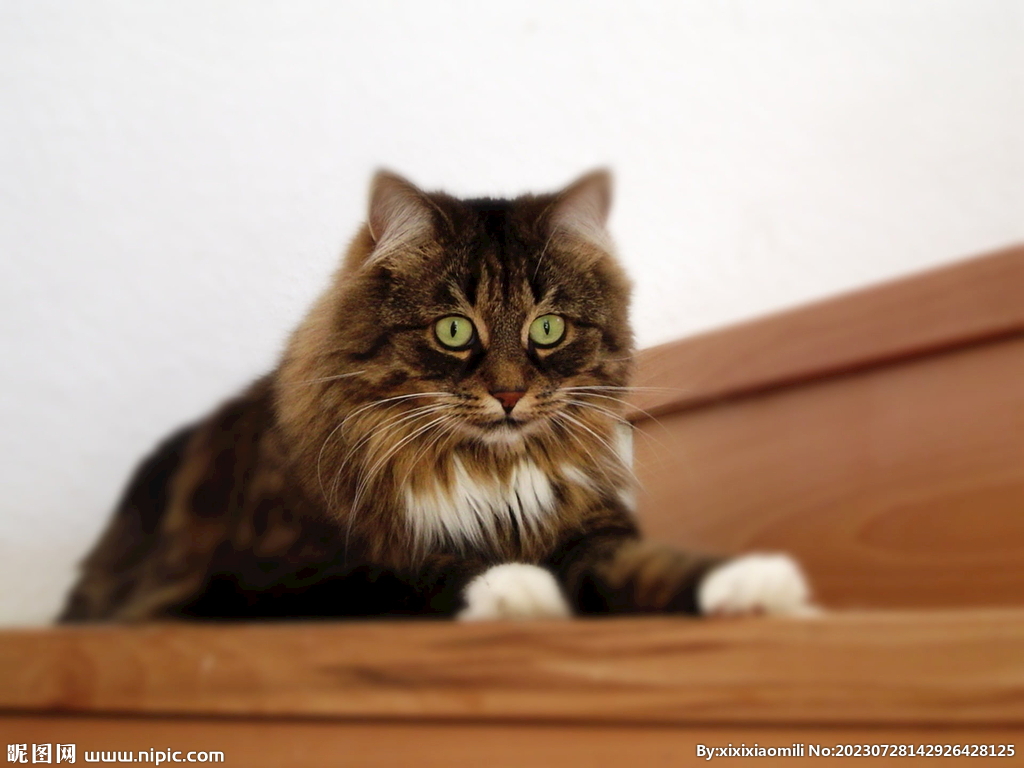 猫咪