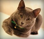 猫咪