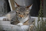 猫咪