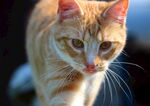 猫咪
