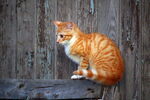 猫咪