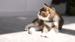 猫