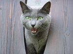 猫咪