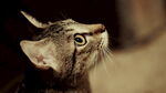 猫咪