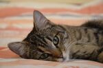 猫咪