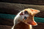 猫