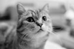 猫咪
