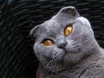 猫咪