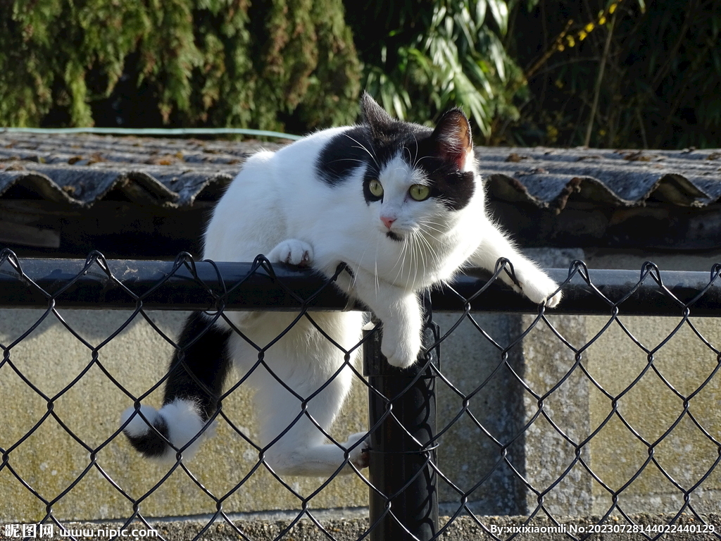 猫