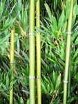 竹林